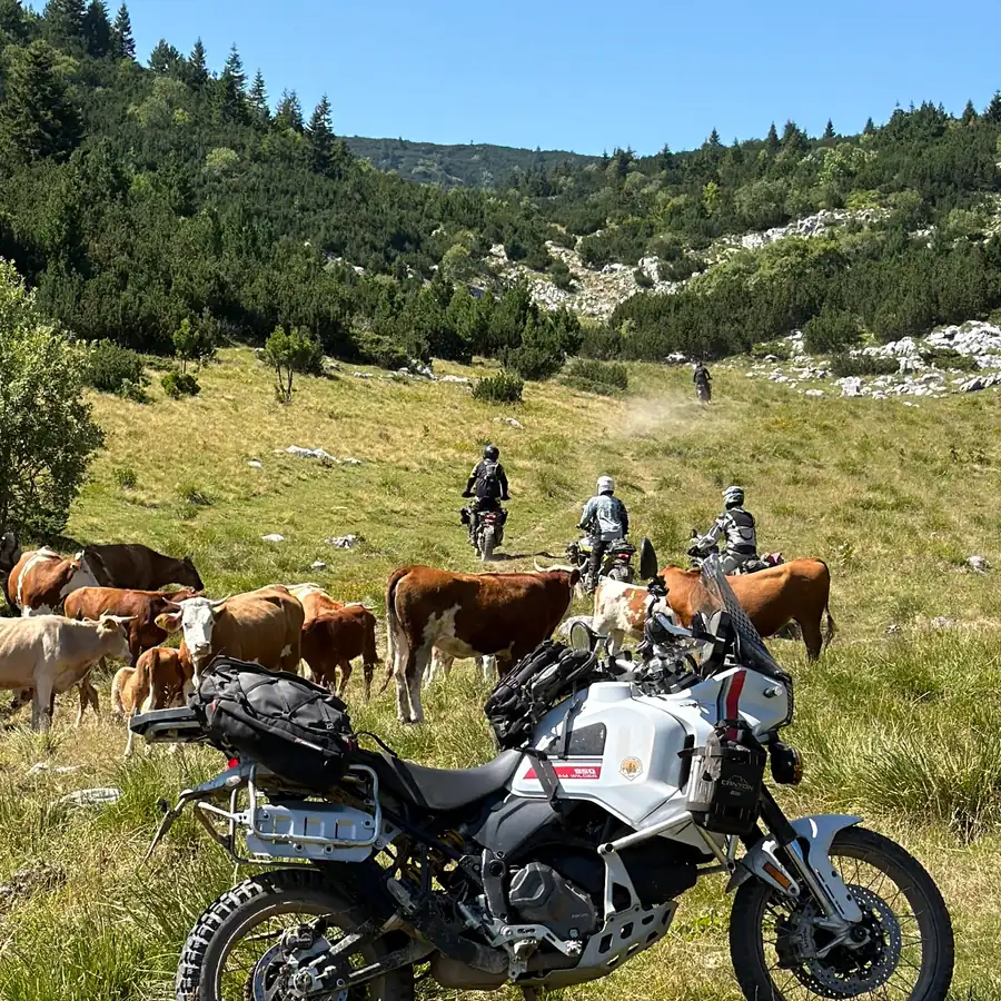 Adventure bike beside a mountain cattle herd